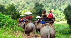 Elephant safari and Bamboo Rafting One Day Tour Chiang Mai