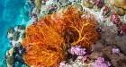 Snorkelling One Day Tour around Koh Lipe  (private )
