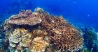 Koh Tao & Koh Nang Yuan Day Tour from Chumphon