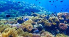 Koh Rarn Ped - Rarn Gai from Chumphon by Longtail boat