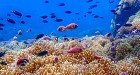 Koh Rarn Ped - Rarn Gai from Chumphon by Longtail boat