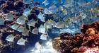 Koh Rarn Ped - Rarn Gai from Chumphon by Longtail boat