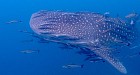 Koh Rarn Ped - Rarn Gai from Chumphon by Longtail boat