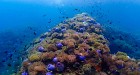 Koh Rarn Ped - Rarn Gai from Chumphon by Longtail boat