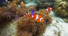 NEW PROGRAM Sali Island MUST EXPLORE