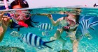 Guaranteed Fun ! at Samaesarn Bay Half Day Snorkeling trip