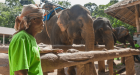 James Bond Island + Elephant Trekking by Longtail Boat