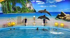 Phuket Dolphin Show