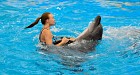 Phuket Dolphin Show