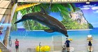 Phuket Dolphin Show