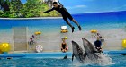 Phuket Dolphin Show