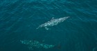 Phi Phi Island  by Speed Catamaran 