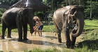 Aonang Elephant Sanctuary