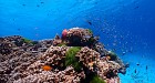 Similan Islands Day Tour by speed catamaran