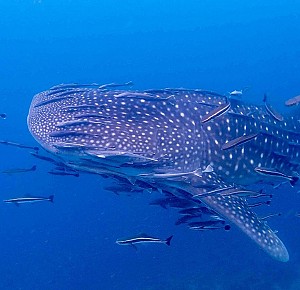 Koh Rarn Ped - Rarn Gai from Chumphon by Longtail boat