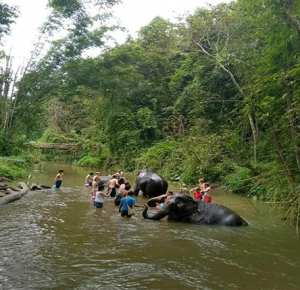 Forest Trekking, Elephant Bathing and Bamboo Rafting One Day Tour Chiang Mai