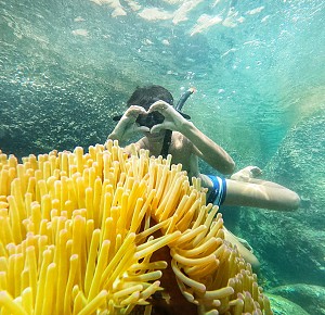 Koh Nangyuan & Koh Tao: 5 Point Snorkeling 