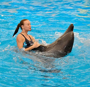 Phuket Dolphin Show