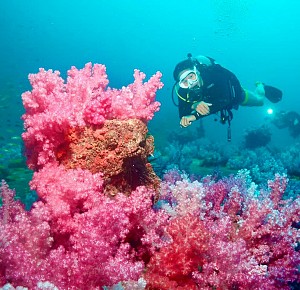 PHI PHI ISLAND DIVING DAY TRIP 3 DIVES