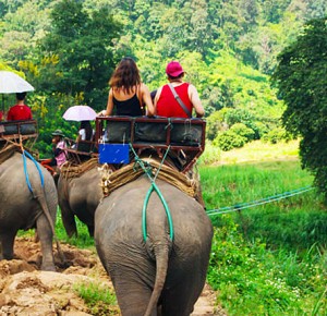 Elephant safari and Bamboo Rafting One Day Tour Chiang Mai