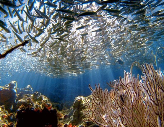  magnificent coral